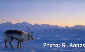 reindeer